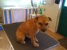Dog Grooming Before