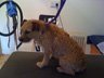 Dog Grooming Before
