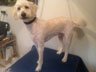 Dog Grooming Before