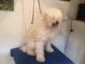 Dog Grooming Before