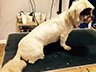Dog Grooming Before