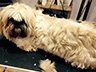 Dog Grooming Before