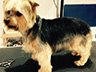 Dog Grooming Before