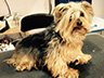 Dog Grooming Before