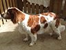 Dog Grooming Before