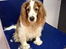 Dog Grooming Before