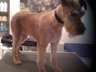 Dog Grooming Before