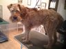 Dog Grooming Before