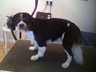 Dog Grooming Before