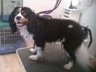 Dog Grooming Before
