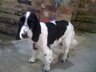 Dog Grooming Before