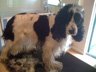 Dog Grooming Before