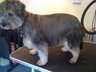 Dog Grooming Before