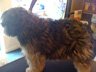 Dog Grooming Before