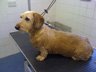 Dog Grooming Before