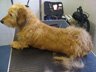 Dog Grooming Before