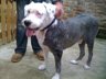 Dog Grooming Before