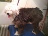 Dog Grooming Before