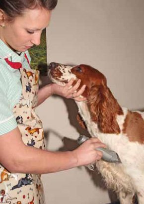 Victorias Dog Grooming Services